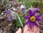 Сон "Весняна Сенсація" (Pulsatilla) - 1