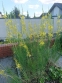 Асфоделіна ліборнська (Asphodeline liburnica) - 3