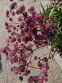 Астранція велика "Ред Джойс" (Astrantia major "Red Joyce")  - 6