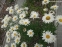 Королиця "Аляска" (Leucanthemum x superbum "Alaska") - 4