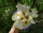 Півники бородаті "Ріве" (Iris "Revere") - 1