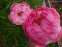 Півонія "Тропікана" (Paeonia "Tropicana") - 1