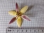 Крокус золотистий "Едванс" (Crocus chrysanthus "Advance") - 4