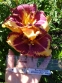 Лілійник "Олександр Хей" (Hemerocallis "Alexander Hay") - 1