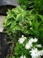 Хоста "Вайд Брім" (Hosta "Wide Brim") - 3