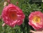 Півонія "Тропікана" (Paeonia "Tropicana") - 6