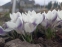 Крокус золотистий "Леді Кіллер" (Crocus chrysanthus "Lady Killer") - 2