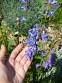 Пенстемон альпійський (Penstemon alpinus Ton.) - 2