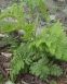 Пижмо звичайне "Кріспа" (Tanacetum vulgare "Crispa") - 1