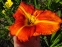 Лілійник "Тускавілла Тігріс" (Hemerocallis "Tuscawilla Tigress") - 2