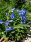 Пенстемон альпійський (Penstemon alpinus Ton.) - 6