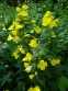 Енотера чотирикутна (Oenothera fruticosa subsp. glauca) - 1