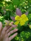 Орлики "Місіс Скотт Елліот Гібриди" (Aquilegia "Mrs Scott Elliott Hybrids") - 2