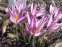 Крокус Томмазіні "Росеус" (Crocus tommasinianus "Roseus") - 1