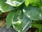 Хоста "Абіква Дрінкінг Гоурд" (Hosta "Abiqua Drinking Gourd") - 5