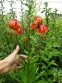 Лілія леопардова (Lilium pardalinum) - 1