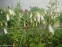 Дзвоники Такесіма (Campanula takesimana) - 4