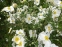 Анемона японська "Андреа Аткінсон" (Anemone japonica "Andrea Atkinson") - 8