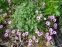 Герань попеляста "Балерина" (Geranium cinereum "Ballerina") - 1