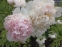 Півонія "Расберрі Сандей" (Paeonia "Raspberry Sundae") - 3