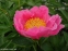 Півонія "Пінк Баблс" (Paeonia "Pink Bubbles") - 6
