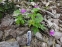 Анемона дібровна "Гігантеа Рубра" (Anemone nemorosa "Gigantea Rubra") - 3