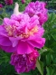 Півонія "Фезе Топ" (Paeonia "Feather Top") - 2