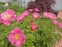 Півонія "Хонор" (Paeonia "Honor") - 4