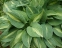 Хоста "Стриптиз" (Hosta "Striptease") - 4