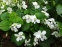 Фіалка сестринська "Альбіфлора" (Viola sororia "Аlbiflora") - 4