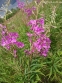 Зніт вузьколистий (Epilobium angustifolium) - 2