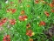 Геленіум "Ред Армі" (Helenium "Red Army") - 2