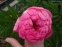 Півонія "Тропікана" (Paeonia "Tropicana") - 3