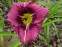 Лілійник "Форготтен Дрімс" (Hemerocallis "Forgotten Dreams") - 2
