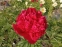 Півонія "Комманд Перфоманс" (Paeonia "Command Performance") - 7