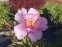 Півонія "Лавендер" (Paeonia "Lavender") - 2