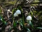 Білоцвіт весняний (Leucojum vernum) - 3
