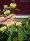 Залізняк Рассела (Phlomis russeliana) - 4