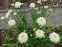Королиця "Фіона Когхілл" (Leucanthemum x superbum "Fiona Coghill") - 5