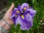 Півники мечоподібні "Крістал Хало" (Iris ensata "Crystal Halo") - 5
