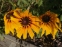 Рудбекія двоколірна (Rudbeckia bicolor) - 2