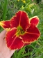 Лілійник "Файа енд Фог" (Hemerocallis "Fire and Fog") - 3