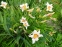 Лілійник "Варсіті" (Hemerocallis "Varsity") - 2