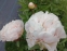 Півонія "Грінленд" (Paeonia "Greenland") - 2