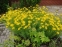 Кореопсис кільчастий "Загреб" (Coreopsis verticillata "Zagreb") - 2