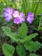 Первоцвіт Зібольда (Primula sieboldii) - 4