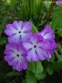 Первоцвіт Зібольда (Primula sieboldii) - 1