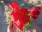 Півонія "Ліджен оф Хонор" (Paeonia "Legion of Honor") - 4