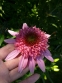 Ехінацея пурпурова "Раззматазз" (Echinacea purpurea "Razzmatazz") - 2