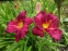 Лілійник "Джовіал" (Hemerocallis "Jovial") - 1